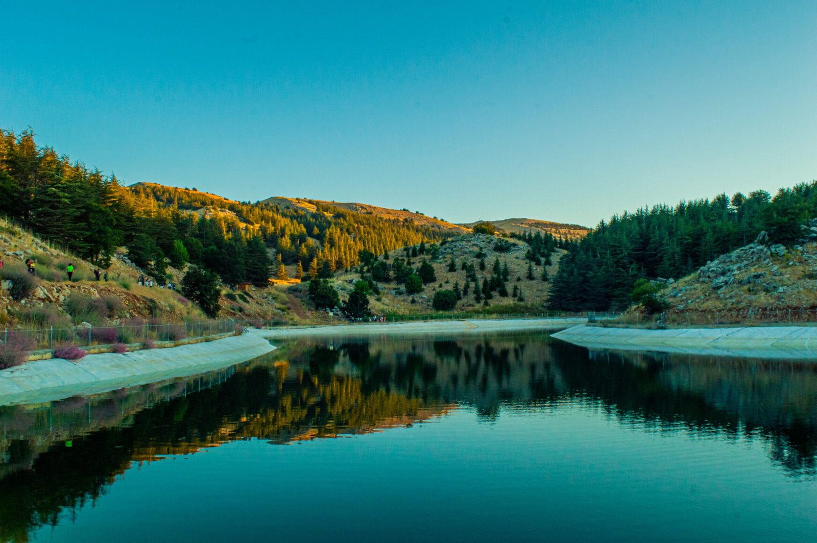 Barouk Cedar Forest